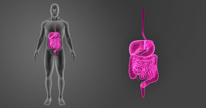 Digestive system zoom with skeleton anterior view