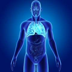 Lungs and Heart with organs anterior view