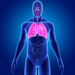 Lungs and Heart with organs anterior view