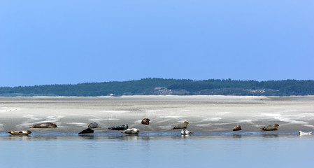  phoques dans la baie de Somme.