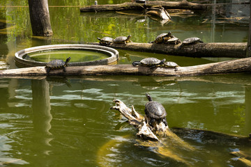 Water turtles on pieces of wood in the middle of pond, sunny day