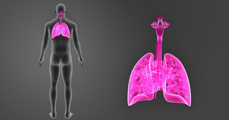 Lungs and Heart zoom with body posterior view