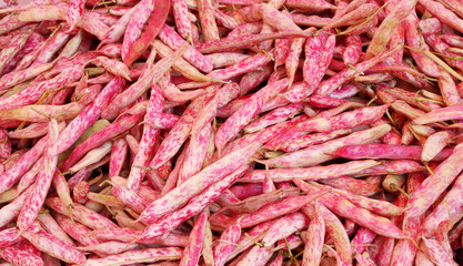 Cranberry Borlotto beans