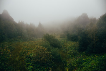 Meditative hipster landscape of forested mountain slope or hill in low lying cloud with trees in mist or fog