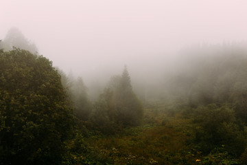 Scenic landscape of forested mountain slope or hill in low lying cloud with trees in mist or fog