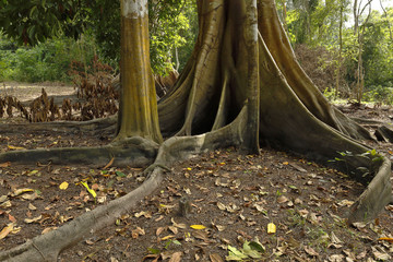 Oje (Ficus insipida)
