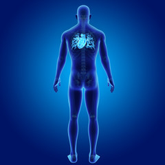 Heart with skeleton posterior view