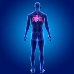 Heart with skeleton posterior view