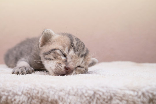 Newborn kitten cat is sleeping on white towel