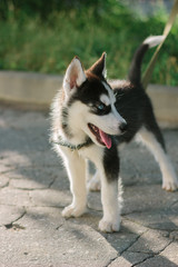 Little husky puppy staying on the road