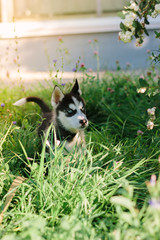Little husky dog at green grass