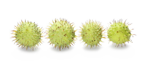 Several young green chestnuts isolated on white background