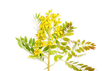 Senna siamea, Properties used to solve constipation, insomnia. Used to clean the hair. I moisturize...