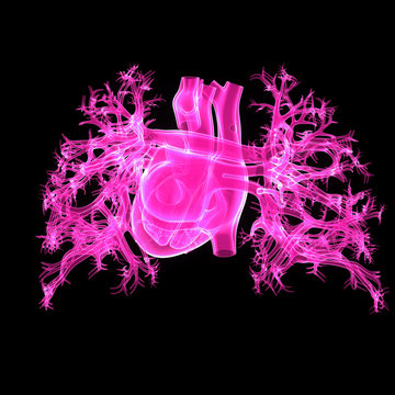 Heart posterior view