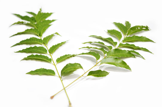 Azadirachta indica, Properties, Leaves and seeds of neem contain Azadirastine. (Azadirachtin), which is an insecticide. In oil seeds are called margosa oil, used as dyes and parasites in pets.