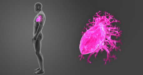 Heart zoom with skeleton lateral view