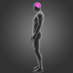 Naklejka premium Brain with body lateral view