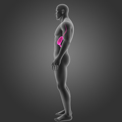 Naklejka premium Stomach with body lateral view
