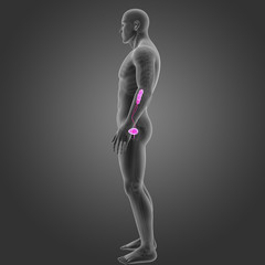 Urinary system with skeleton lateral view