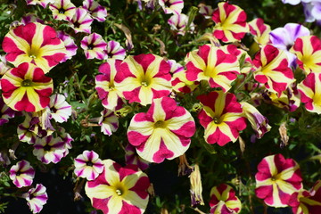 Garten-Petunie