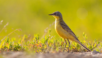  Blue-headed Wagtail,