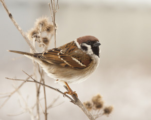 Tree Sparrow