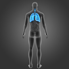 Lungs with organs posterior view