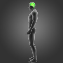 Naklejka premium Brain with body lateral view