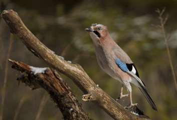 Eurasian Jay