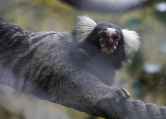 marmoset monkey species new