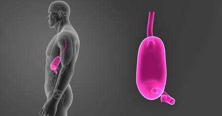 Stomach zoom with organs lateral view