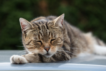 Naklejka na ściany i meble cat on the roof of the car 