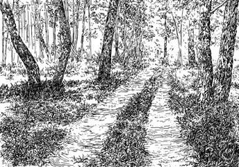 Forest M