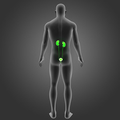 Urinary system with body posterior view