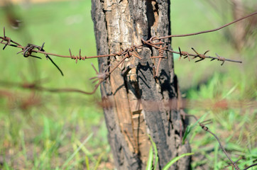 Old rusty barbed wire