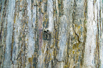 bark of tree pattern from nature