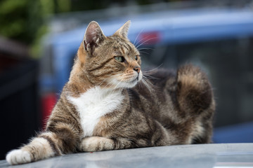 Fototapeta premium cat on the roof of the car 