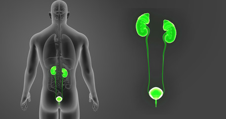 Urinary system zoom with organs posterior view
