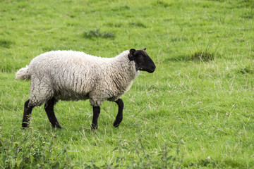 Single wooly sheep in a field