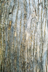 Tree bark pattern from nature texture