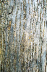 Fototapeta premium Tree bark pattern from nature texture