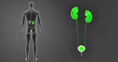 Urinary system zoom with skeleton posterior view