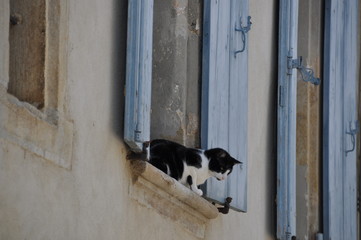 Chat à sa fenêtre