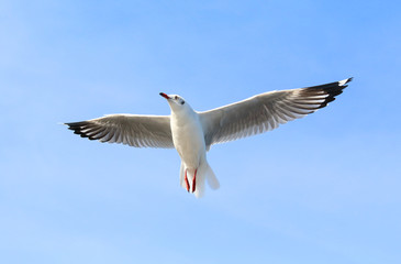 seagull flying in the blue sky.