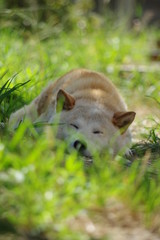 Fototapeta premium 昼寝中の柴犬