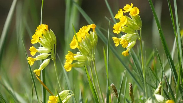 Fioritura di primavera