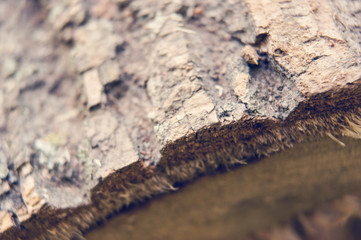 Close shot of a piece of firewood showing texture and grain. Shallow depth of field.