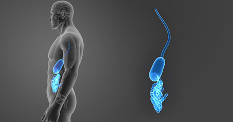 Stomach and small intestine zoom with organs lateral view