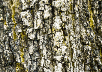 tree pattern front end textured are beautiful