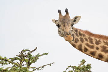 Giraffe schaut seitlich ins Bild 